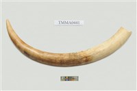 藏品(非洲象象牙)的圖片